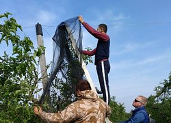 Розгортання градозахисної сітки в яблуневому саду голландського типу Уманського НУС