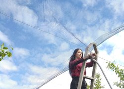 Розгортання градозахисної сітки в яблуневому саду голландського типу Уманського НУС