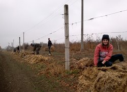 Збагачення досвіду під час практики з обрізування винограду в Уманському НУС