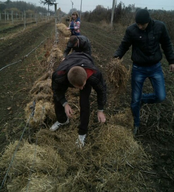 Практичне заняття у винограднику