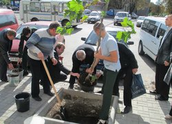 Озеленення центральної частини міста Умань