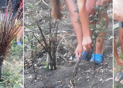 Короткочасне зберігання живців сорту на краю поля (ліворуч) та варіанти знаходження їх біля окулірувальника (в центрі та праворуч)