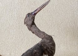 Таємниця експонатів Уманського НУС