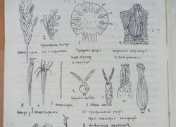 Гектографія в Уманському НУС