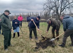 Дуби Шевченка єднають Україну