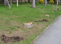 В Уманському національному університеті садівництва оновили горіхову алею
