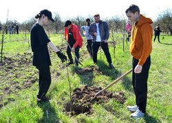Традиції Уманського НУС — студенти висадили яблуні до університетського саду