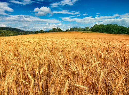 Бібліографічний огляд «Якість зерна і зернопродуктів пшениці полби: селекційно-генетичний та агротехнічний аспекти»  у Науковій бібліотеці