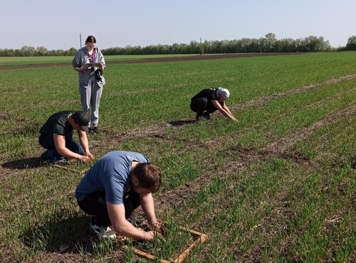 Облік озимих злакових культур після перезимівлі