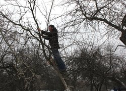 Благодійна акція "Обрізка дерев"