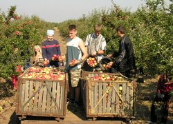 Садівництво, плодоовочівництво та виноградарство