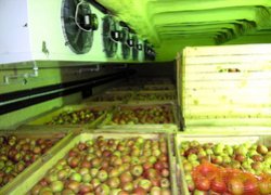 Садівництво, плодоовочівництво та виноградарство