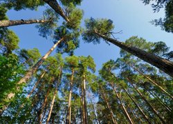 Лісове господарство