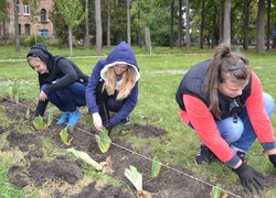 В Уманському НУС закладено унікальний ірисарій