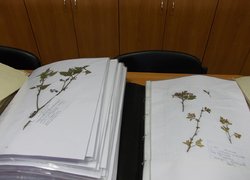 Ботаніка - основа зеленого будівництва